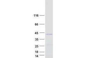 Validation with Western Blot (FRG2 Protein (Myc-DYKDDDDK Tag))