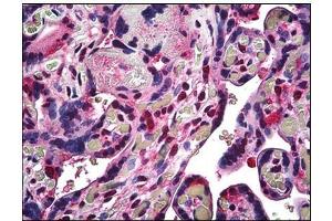 Human Placenta: Formalin-Fixed, Paraffin-Embedded (FFPE) (RBX1 antibody  (C-Term))