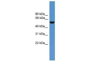 ALDH9A1 antibody used at 0.