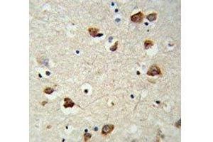 IHC analysis of FFPE mouse brain tissue stained with RPS6KB2 antibody (RPS6KB2 antibody)
