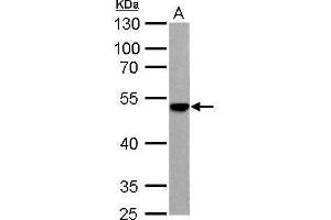 WB Image ENO3 antibody detects ENO3 protein by Western blot analysis. (ENO3 antibody)