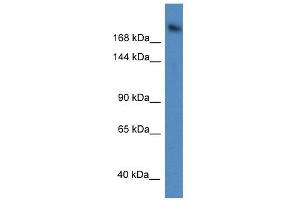 Western Blot showing WDR87 antibody used at a concentration of 1 ug/ml against A549 Cell Lysate (WDR87 antibody  (C-Term))