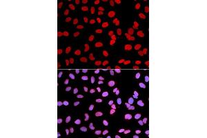 Immunofluorescence (IF) image for anti-Thymopoietin (TMPO) (AA 1-410) antibody (ABIN3016207) (Thymopoietin antibody  (AA 1-410))
