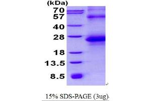 Image no. 1 for serine Peptidase Inhibitor, Kunitz Type, 2 (SPINT2) protein (His tag) (ABIN1098709) (SPINT2 Protein (His tag))