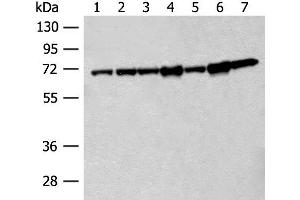 Western blot analysis of 231 cell Hela cell Jurkat cell A549 cell NIH/3T3 cell Human cerebrum tissue Mouse brain tissue lysates using HSPA2 Polyclonal Antibody at dilution of 1:200 (HSPA2 antibody)