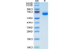 Human PILRA on Tris-Bis PAGE under reduced condition. (PILRA Protein (AA 20-197) (Fc Tag))