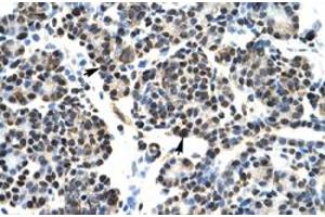 Immunohistochemical staining (Formalin-fixed paraffin-embedded sections) of human pancreas with HOXB5 polyclonal antibody  at 4-8 ug/mL working concentration. (HOXB5 antibody  (N-Term))