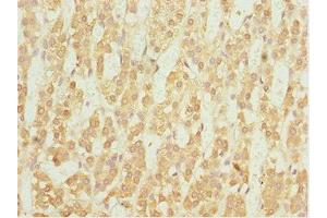 Immunohistochemistry of paraffin-embedded human adrenal gland tissue using ABIN7161775 at dilution of 1:100 (NFIL3 antibody  (AA 133-462))