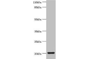 Western blot All lanes: MYLPF antibody at 2 μg/mL + Mouse skeletal muscle tissue Secondary Goat polyclonal to rabbit IgG at 1/10000 dilution Predicted band size: 20 kDa Observed band size: 20 kDa (MYLPF antibody  (AA 2-169))