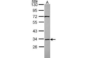 WB Image Sample (30 ug of whole cell lysate) A: A431 , 10% SDS PAGE antibody diluted at 1:3000 (Syntaxin 4 antibody)