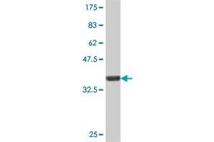 Western Blot detection against Immunogen (37. (WEE1 antibody  (AA 289-388))