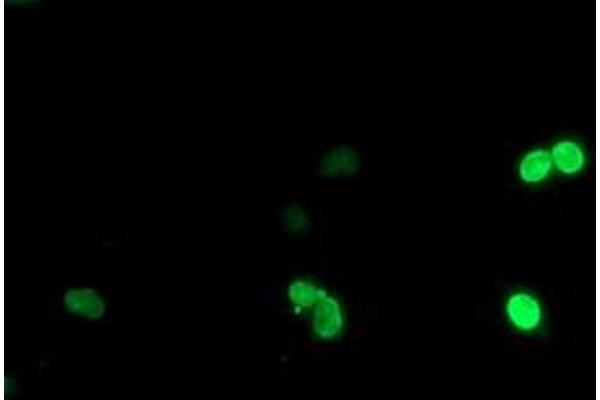 LHX1 antibody  (AA 100-362)