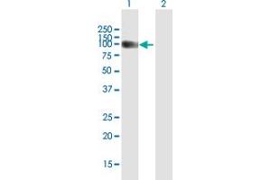 Western Blot analysis of TRAK1 expression in transfected 293T cell line by TRAK1 MaxPab polyclonal antibody. (TRAK1 antibody  (AA 1-688))