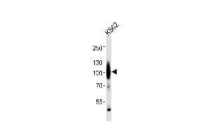 Western blot analysis of lysates from K562 cell line ,using GABA-B Receptor Antibody (ABIN483896 and ABIN1533279). (GABA B Receptor antibody)