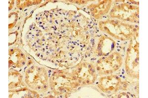 Immunohistochemistry of paraffin-embedded human kidney tissue using ABIN7151671 at dilution of 1:100 (NFE2L1 antibody  (AA 251-550))