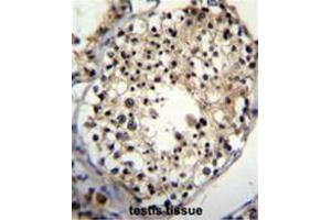 ALKBH6 Antibody (Center) immunohistochemistry analysis in formalin fixed and paraffin embedded human testis tissue followed by peroxidase conjugation of the secondary antibody and DAB staining. (ALKBH6 antibody  (Middle Region))