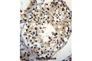 ALKBH6 Antibody (Center) immunohistochemistry analysis in formalin fixed and paraffin embedded human testis tissue followed by peroxidase conjugation of the secondary antibody and DAB staining. (ALKBH6 antibody  (Middle Region))