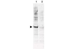 Image no. 1 for anti-Cell Division Cycle 16 Homolog (S. Cerevisiae) (CDC16) (AA 575-588), (pThr580) antibody (ABIN401306) (CDC16 antibody  (pThr580))