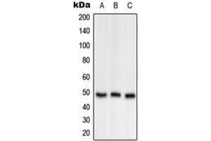 Western blot analysis of OAT expression in A549 (A), Raw264. (OAT antibody  (Center))
