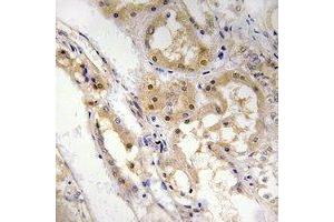 Immunohistochemical analysis of SPZ1 staining in human kidney formalin fixed paraffin embedded tissue section. (SPZ1 antibody  (N-Term))