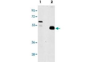 Western blot analysis of TRAF2 (arrow) using rabbit TRAF2 polyclonal antibody .
