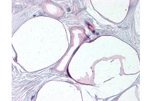 Anti-FABP4 antibody IHC of human breast, adipocytes. (FABP4 antibody  (AA 103-118))