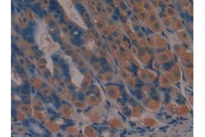 DAB staining on IHC-P; Samples: Mouse Stomach Tissue (JAG2 antibody  (AA 709-941))