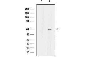 Western blot analysis of lysates from  cells, using SLC30 Antibody.
