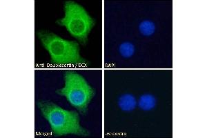 ABIN625829 Immunofluorescence analysis of paraformaldehyde fixed KNRK cells, permeabilized with 0. (Doublecortin antibody  (AA 232-242))