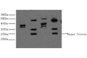 Western Blot analysis of 1) Hela, 2) HepG2, 3) 293T, 4) Jurkat cells using ERCC1 Monoclonal Antibody at dilution of 1:2000. (ERCC1 antibody)