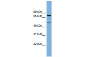 Image no. 1 for anti-Stromal Interaction Molecule 1 (STIM1) (AA 611-660) antibody (ABIN6743366) (STIM1 antibody  (AA 611-660))