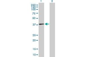 Western Blot analysis of ACTRT2 expression in transfected 293T cell line by ACTRT2 MaxPab polyclonal antibody. (ACTRT2 antibody  (AA 1-377))