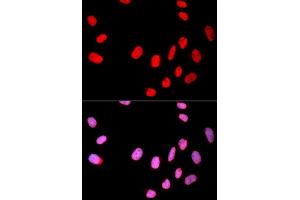 Immunofluorescence analysis of U2OS cell using CDC25C antibody. (CDC25C antibody  (AA 174-473))