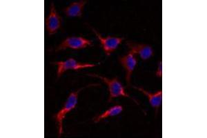 Image no. 2 for anti-ES cell expressed Ras (ERAS) (N-Term) antibody (ABIN356980) (ERAS antibody  (N-Term))