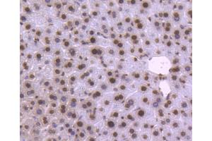 Paraformaldehyde-fixed, paraffin embedded mouse liver, Antigen retrieval by boiling in sodium citrate buffer (pH6) for 15min, Block endogenous peroxidase by 3% hydrogen peroxide for 30 minutes, Blocking buffer (normal serum) at 37°C for 20min, Antibody incubation with Histone H2B (3A6) Monoclonal Antibody  at 1:50 overnight at 4°C, followed by a conjugated secondary and DAB staining. (Histone H2B antibody)