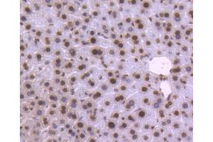 Paraformaldehyde-fixed, paraffin embedded mouse liver, Antigen retrieval by boiling in sodium citrate buffer (pH6) for 15min, Block endogenous peroxidase by 3% hydrogen peroxide for 30 minutes, Blocking buffer (normal serum) at 37°C for 20min, Antibody incubation with Histone H2B (3A6) Monoclonal Antibody  at 1:50 overnight at 4°C, followed by a conjugated secondary and DAB staining.