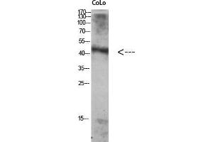 Western Blot (WB) analysis of Colo using Antibody diluted at 1:1000. (ATG4A antibody  (Internal Region))