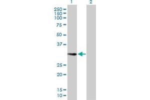 Western Blot analysis of EHF expression in transfected 293T cell line by EHF MaxPab polyclonal antibody. (EHF antibody  (AA 1-300))