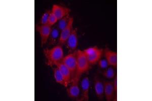 Immunofluorescence staining of methanol-fixed MCF7 cells using VEGFR2 (Ab-1214) antibody (E021078, Red) (VEGFR2/CD309 antibody)