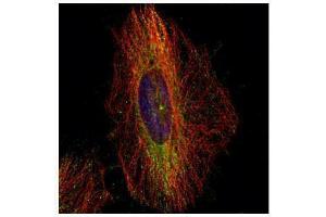 ICC/IF Image Confocal immunofluorescence analysis (Olympus FV10i) of methanol-fixed HeLa, using DCTN1, antibody (Green) at 1:500 dilution. (Dynactin 1 antibody  (C-Term))