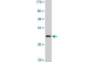 Western Blot detection against Immunogen (37. (NFAT1 antibody  (AA 812-921))