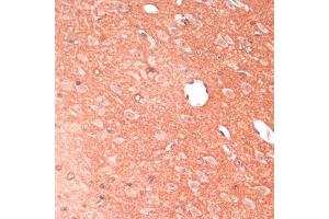 Immunohistochemistry of paraffin-embedded mouse brain using G antibody (ABIN7267516) at dilution of 1:100 (40x lens). (GAP43 antibody  (AA 1-238))