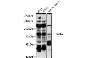 Western blot analysis of extracts of various cell lines, using FEM1A antibody (ABIN7267165) at 1:1000 dilution. (FEM1A antibody  (AA 100-300))