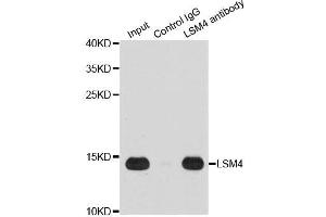 Immunoprecipitation analysis of 200ug extracts of Jurkat cells using 1ug LSM4 antibody.