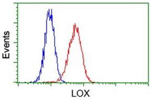 Image no. 2 for anti-Lysyl Oxidase (LOX) (AA 22-168) antibody (ABIN1491216) (LOX antibody  (AA 22-168))