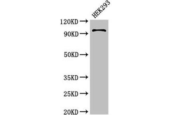 PIWIL4 antibody  (AA 12-235)