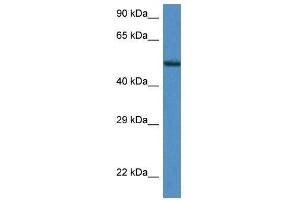 Western Blot showing Zfp275 antibody used at a concentration of 1. (ZNF275 antibody  (Middle Region))