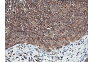 Image no. 2 for anti-Ubiquitin Specific Peptidase 10 (USP10) antibody (ABIN1501688) (USP10 antibody)