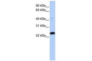 Image no. 1 for anti-Lysocardiolipin Acyltransferase 1 (LCLAT1) (C-Term) antibody (ABIN6743300) (LCLAT1 antibody  (C-Term))