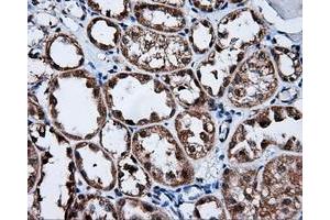 Immunohistochemical staining of paraffin-embedded Kidney tissue using anti-FKBP1A mouse monoclonal antibody. (FKBP1A antibody)